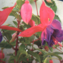 Picture of Fuchsia Jacq Puts