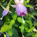 Picture of Fuchsia Prince Thor