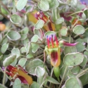 Picture of Fuchsia Procumbens Variegated