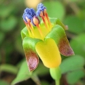 Fuchsia Procumbens Picture of Fuchsia Procumbens