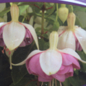 Picture of Fuchsia Roesse Plato