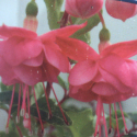 Picture of Fuchsia Wilhelm Hensen