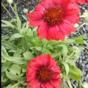 Picture of Gaillardia Mesa Red