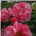 Picture of Gallica Versicolor-Rose