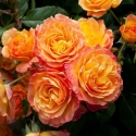 Picture of Garden Delight-Rose