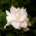 Picture of Gardenia August Beauty