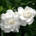 Picture of Gardenia Crown Jewels