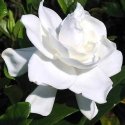 Picture of Gardenia Florida