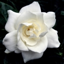 Picture of Gardenia Radicans