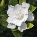 Picture of Gardenia Veitchii Std