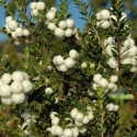 Picture of Gaultheria Davis White