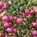Picture of Gaultheria Rubies and Pearls