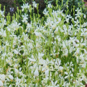 Picture of Gaura So White