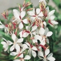 Picture of Gaura The Bride
