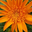 Picture of Gazania Arizona