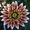 Picture of Gazania Montezuma