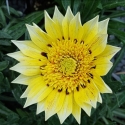 Picture of Gazania Mt Ruapehu