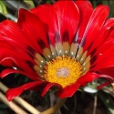 Picture of Gazania Takatu Red