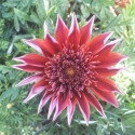 Picture of Gazania Velvet Belle