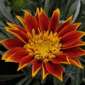 Picture of Gazania Vesuvius