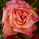 Picture of General Gallieni Std 80cm-Rose