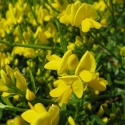 Picture of Genista Yellow Imp Std