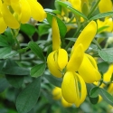Picture of Genista Yellow Imp