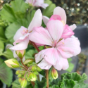 Picture of Geranium Alma