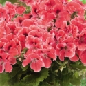 Picture of Geranium Aristo Orange