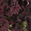 Picture of Geranium Black Velvet