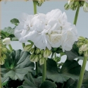 Picture of Geranium Blanca