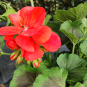 Picture of Geranium Chocolate Fire