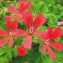 Picture of Geranium Concolor Lace Nut