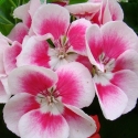 Picture of Geranium Fairy White Splash