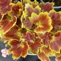 Picture of Geranium Fancy Vancouver Centennial