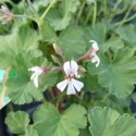 Picture of Geranium Fragrans