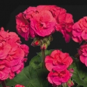 Picture of Geranium Marena