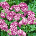 Picture of Geranium Mexica Amy