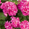 Picture of Geranium Mexica Nealit