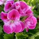 Picture of Geranium Pinkerbell