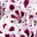 Picture of Geranium Purple Stripes