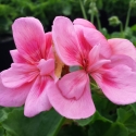 Picture of Geranium Rosana