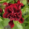 Picture of Geranium Sally