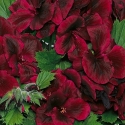 Picture of Geranium Schoko