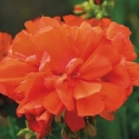 Picture of Geranium Shocking Orange