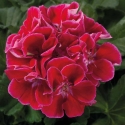 Picture of Geranium Spanish Wine