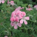 Picture of Geranium Sweet Mimosa