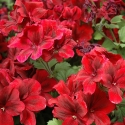 Picture of Geranium Velvet Red