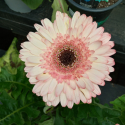 Picture of Gerbera Florist Patio Fundy