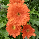 Picture of Gerbera Florist Patio Orange Country